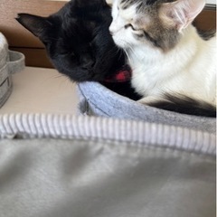 黒猫　2匹での譲渡　超仲良し