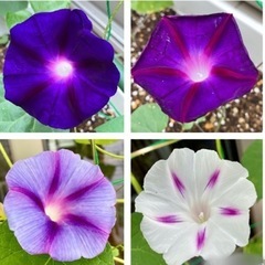 【条件付お値引】西洋アサガオのタネ