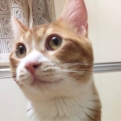 急募‼️