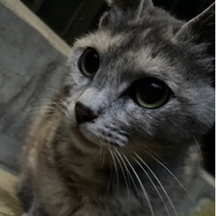 ちょっと変わった性格の可愛いメス猫ちゃんです。 - 猫
