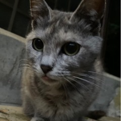 ちょっと変わった性格の可愛いメス猫ちゃんです。 - 大田市