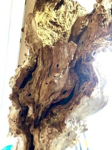 超レアオブジェ】銘木 桑の木 出土50年