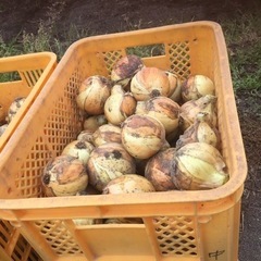 本日19:30　傷あり規格外玉ねぎ 双子 など10個〜(500円〜