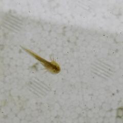 【稚ウーパールーパー　何匹でも⑦】