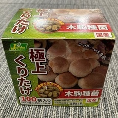 【新品・未開封】極上くりたけ　100駒入り　栽培キット