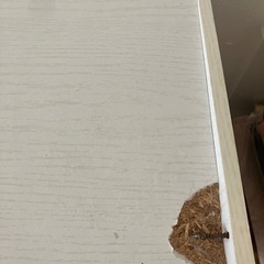 カラーボックスの画像
