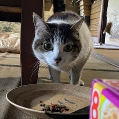 里親さま決定しました！大人猫可愛い子です。里親様募集！