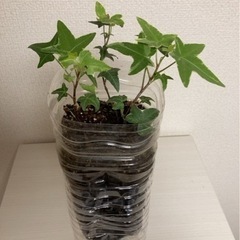 無料　観葉植物　アイビーの画像