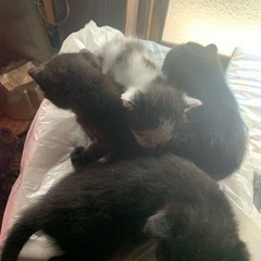 代理投稿　里親募集　生後1ヶ月　猫4匹産まれました。