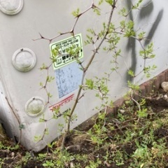 なつめの木(1)の画像