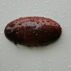 スズキの軽四のサイドウィンカー（スモーク塗装）の画像
