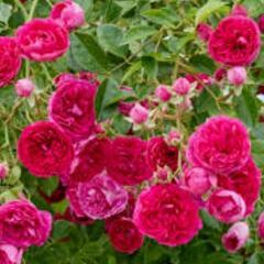 7/8現在　つるバラ苗　キングローズ　生活雑貨 家庭用品 ガーデニングの画像