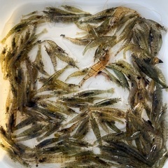 売れてます❗️田エビ　10匹　釣り餌　飼育