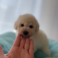 ホワイトトイプードル♡仔犬♡男の子♡次男くん
