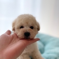 アイスホワイト♡トイプードル♡仔犬♡男の子♡末っ子