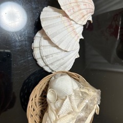 貝殻