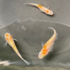 メダカすくい🐟メダカ格安販売🐟今年発イベント！