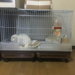 ウサギ　うさぎ　ホーランドロップイヤー - 福山市