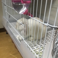 ウサギ　うさぎ　ホーランドロップイヤー