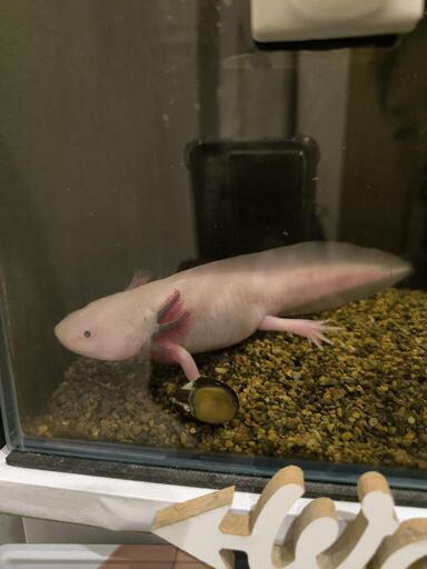 ウーパールーパー　２０センチ