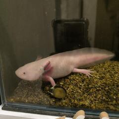 ウーパールーパー　２０センチ