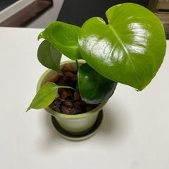 ヒメモンステラ