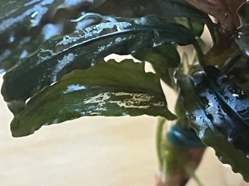 レア水草【ブセspピンクバリエガータ】〜流木活着3株〜バラ売りご希望の方はメッセージを！