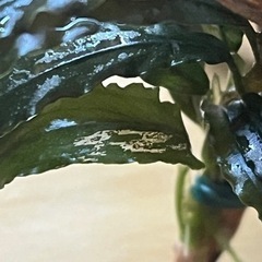 レア水草【ブセspピンクバリエガータ】〜流木活着3株〜バラ売りご...