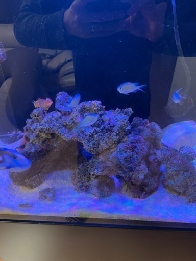 激安です☆ ナンヨウハギサイズXL 爆食い海水魚水槽☆引き取り