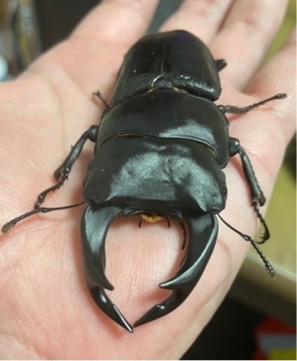 国産オオ能勢SR♀2頭