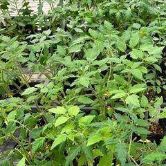 野菜苗を差し上げます。