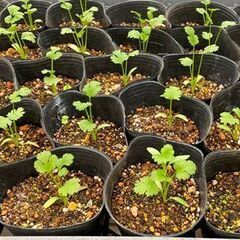 野菜苗を差し上げます。の画像