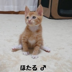 茶系子猫　兄妹での譲渡希望