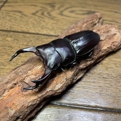 ㉓オオクワガタ ペア 能勢産