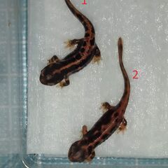オキナワシリケンイモリ幼体5匹（上陸済み、人工飼料OK、送料別）#202404の画像