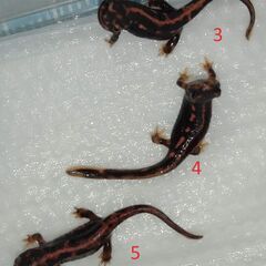 オキナワシリケンイモリ幼体5匹（上陸済み、人工飼料OK、送料別）#202404の画像