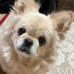 交渉中です！チワワとペキニーズのミックスです！