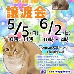 5/5（日）保護猫の譲渡会🐈