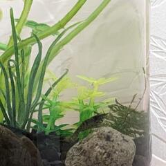 ◆◇ミナミヌマエビ ボトリウム◆◇生体2匹付きの画像