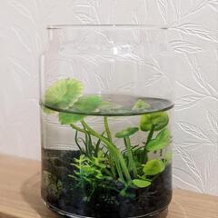 ◆◇ミナミヌマエビ ボトリウム◆◇生体2匹付きの画像