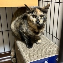 サビ♀約6ヶ月【正式譲渡済み】