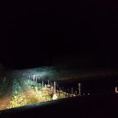 草刈り作業　草刈り機による草刈り作業です。の画像