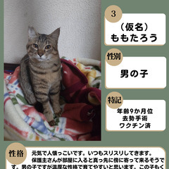 去勢手術＆ワクチン済（実施予定含む）キジトラ男の子２匹
