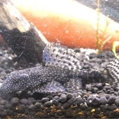 熱帯魚