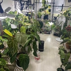 コロカシアモヒート植物の画像