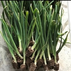 【かめさんさま】　玉ねぎの苗　50本　