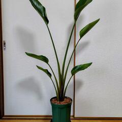 観葉植物（ストレリチア・オーガスタ）