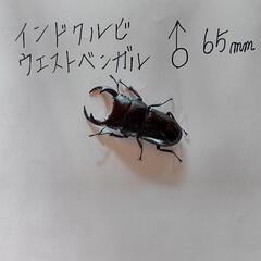 お値下げしました❗クワガタペア🪵