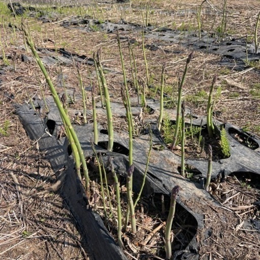 アスパラ2年物