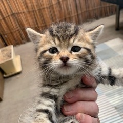 里親決まり、譲渡完了しました。